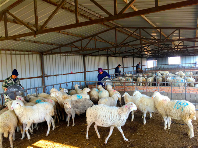 宁县：羊产业发展路子越走越宽