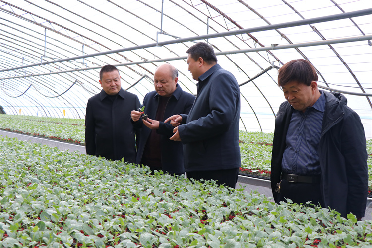 凉州区纪委监委驻农业农村局派驻组到中坝镇种苗企业对日光温室种苗供需进行了解，确保市场稳定，供应有序。（王建宏 摄）.jpg